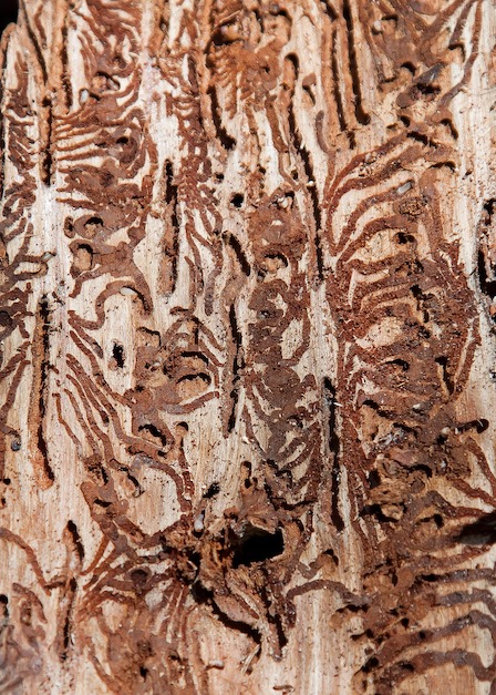 IndiViva_Tiny_House_GelzhaeuserForst_Borkenkaefer